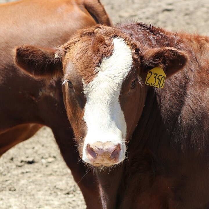 Feedlot steer