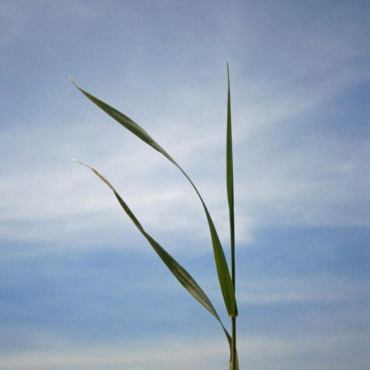Close up of grass leaves