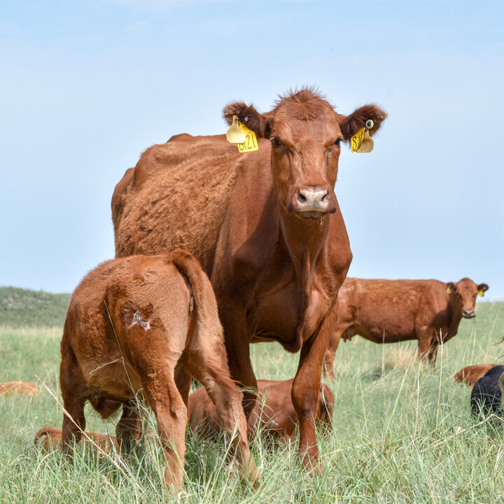 Red Angus cow and calf on pasture