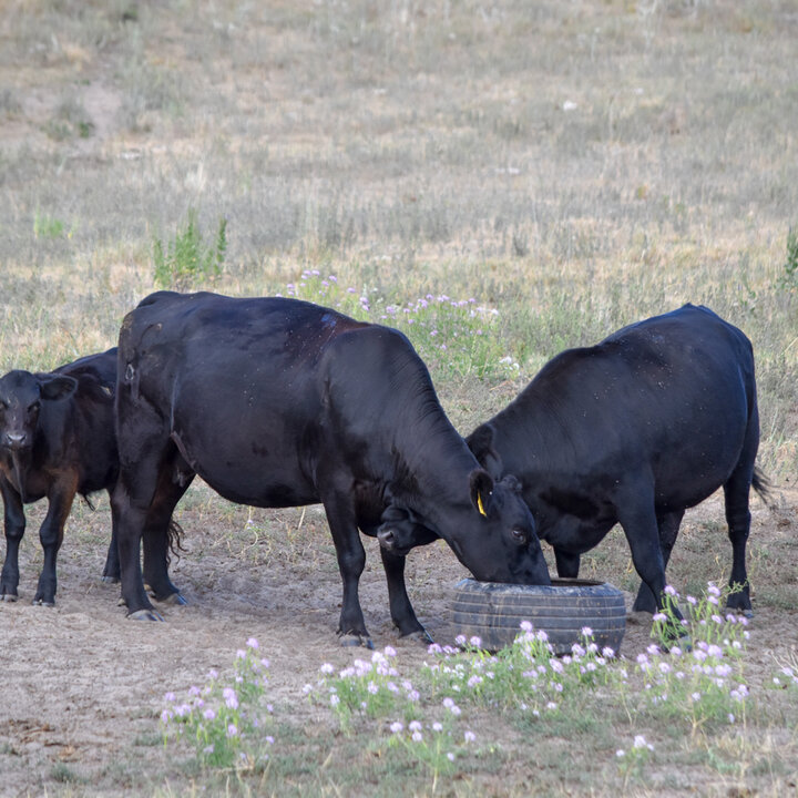 Cows eating mineral