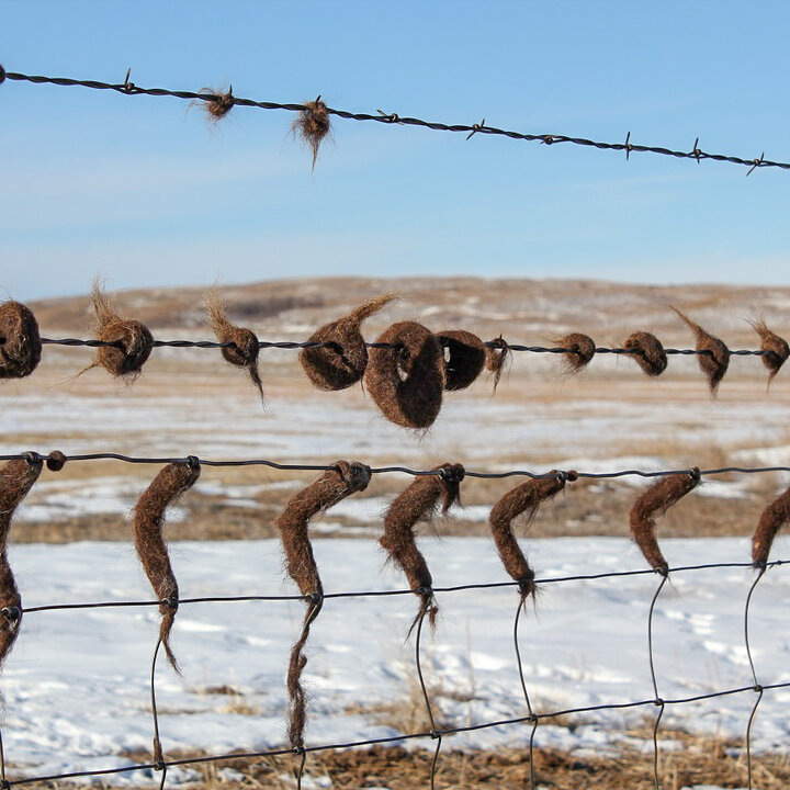 Cattle hair on fence from rubbing due to lice