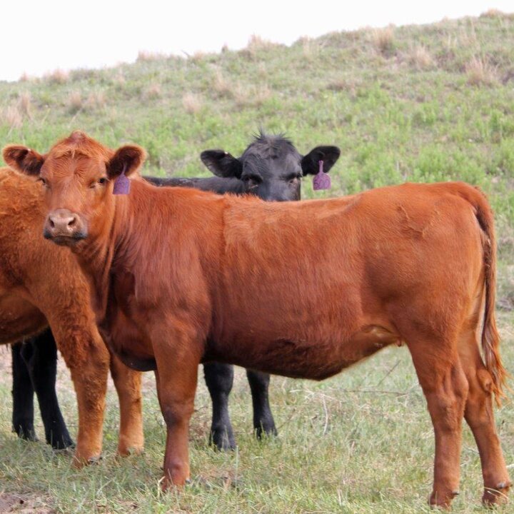 Heifers in a pasture