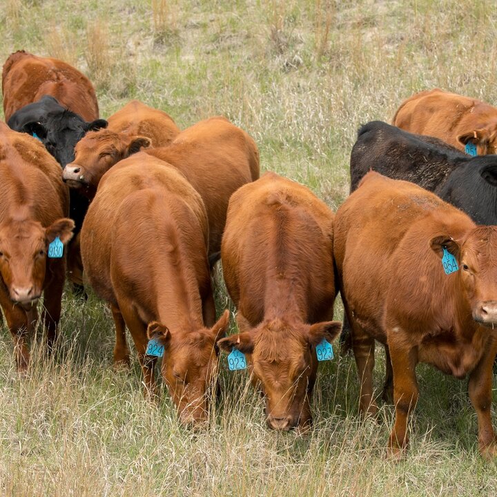 Heifers grazing