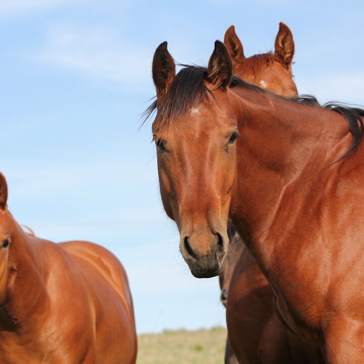 Horses