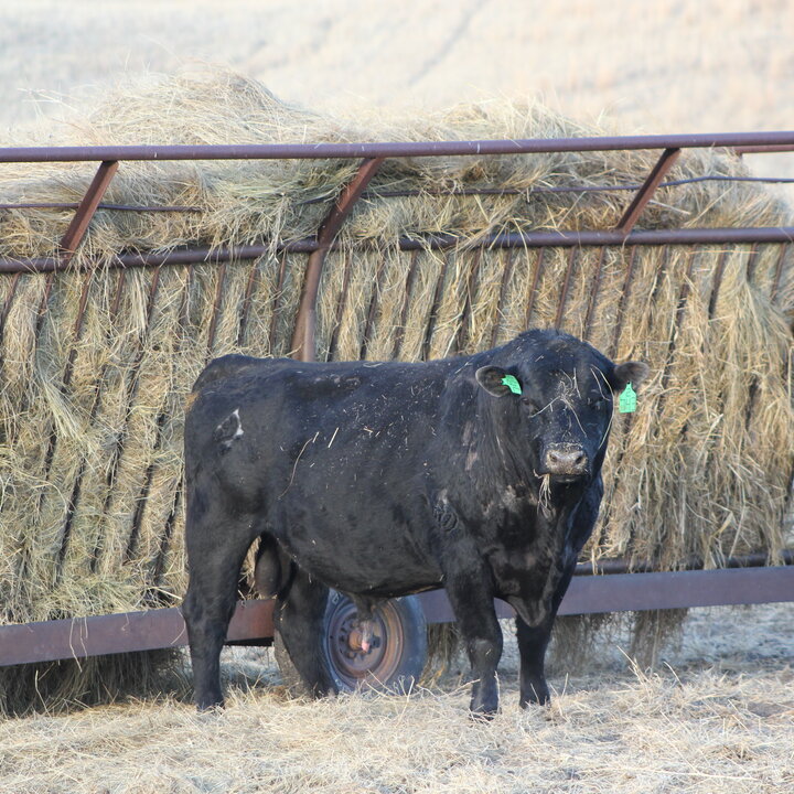 bull in front of hay