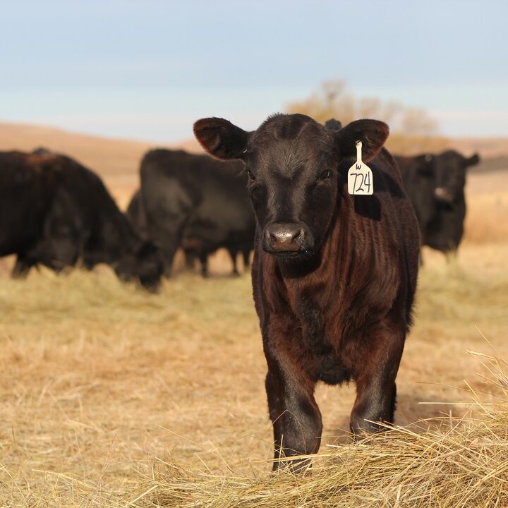 Calf