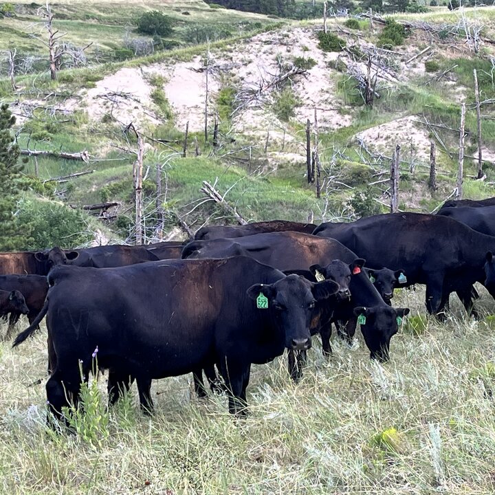 cattle grazing in a pasture