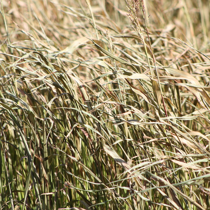 grass in a pasture