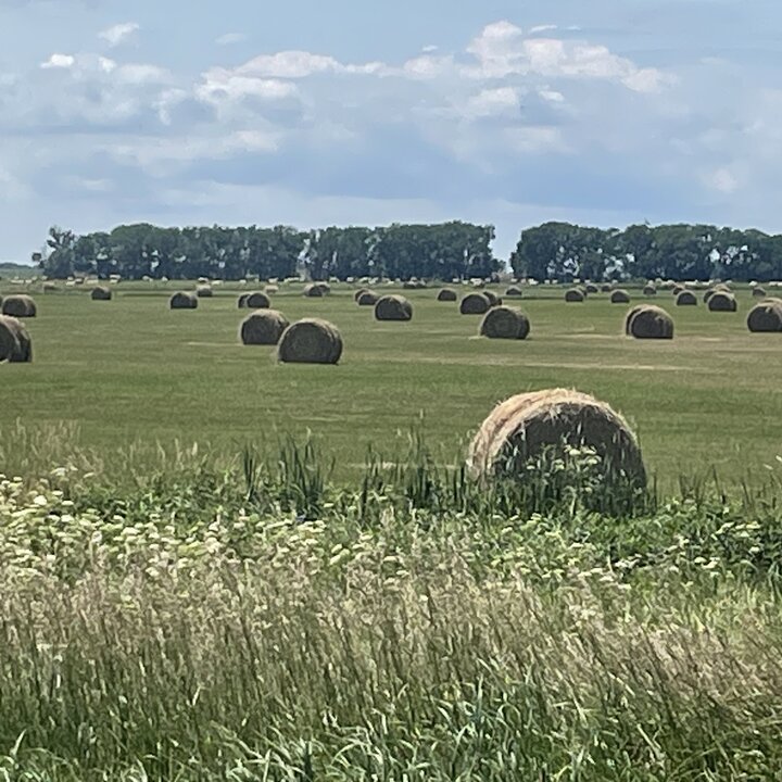 hay bales in a field