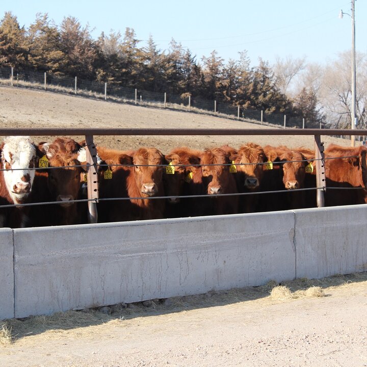 Calves at bunk