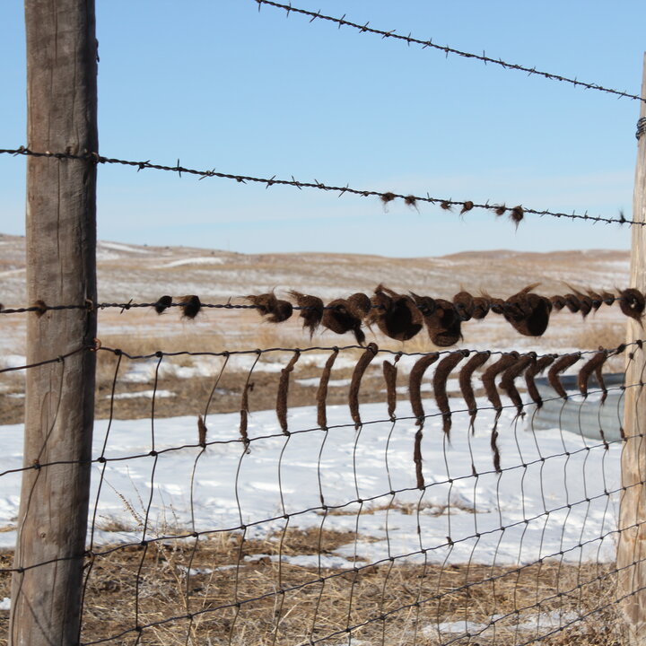 Cattle running on fence, leaving hairballs, from cattle lice irritation.