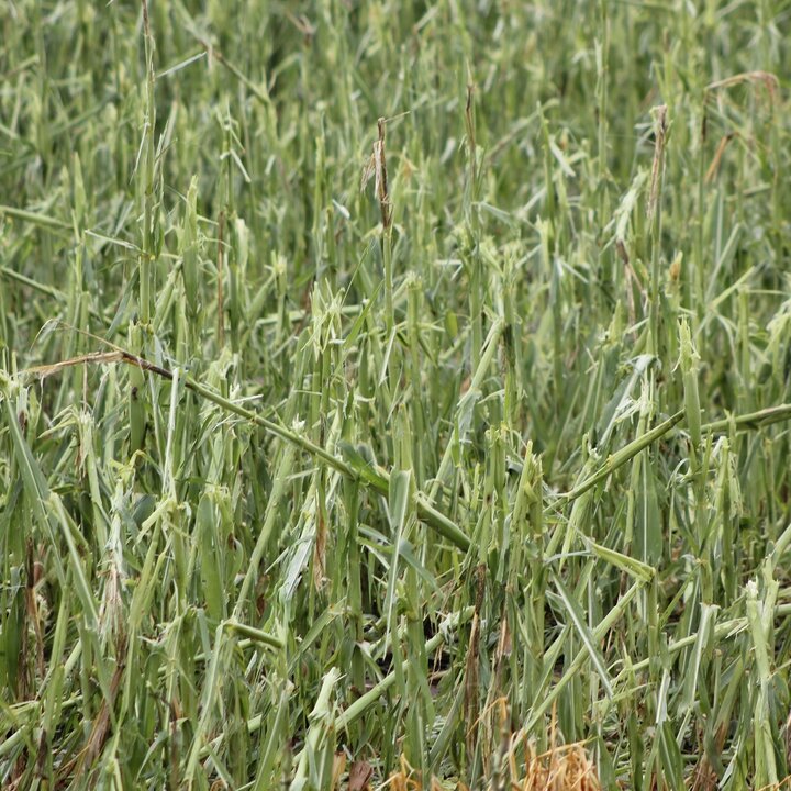 Hailed corn plants