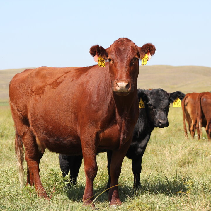 cow calf pairs Photo credit Troy Walz