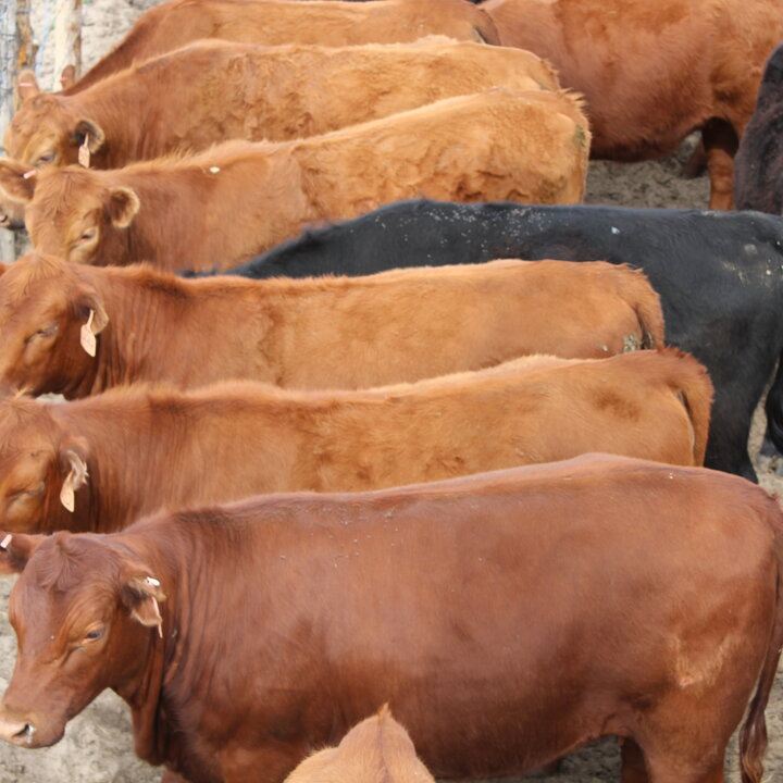 Heifers by Troy Walz