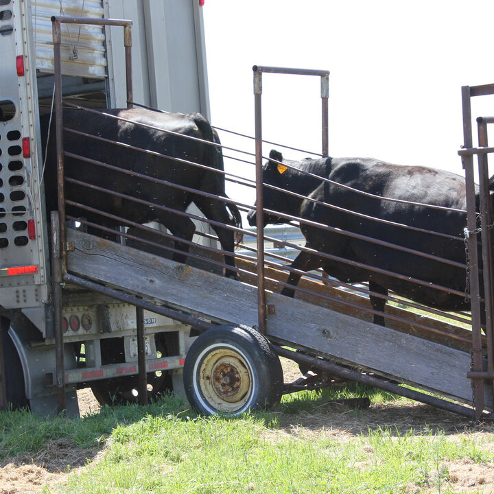 Loading cattle on a semi