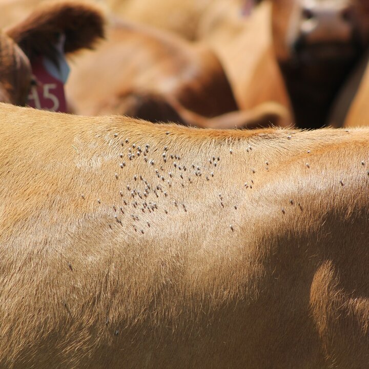 flies on a cow's back