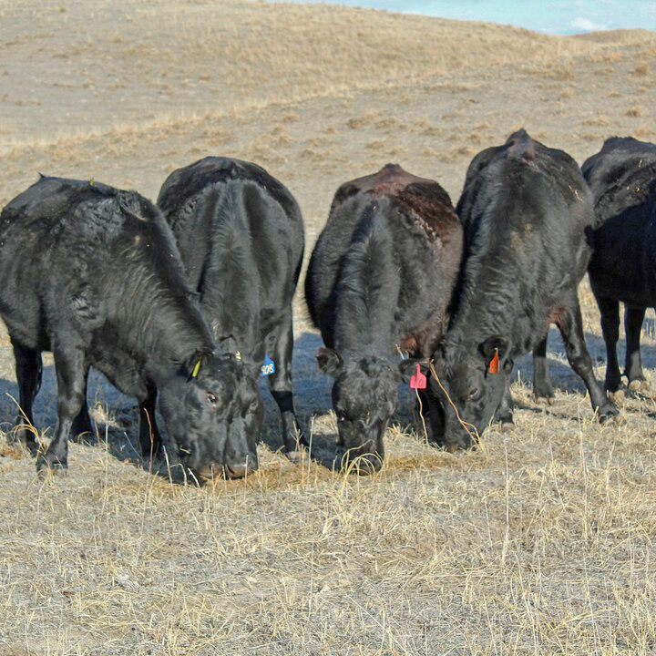 Cows eating supplement