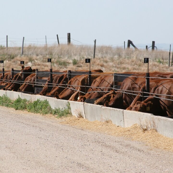 Confined feeding cows
