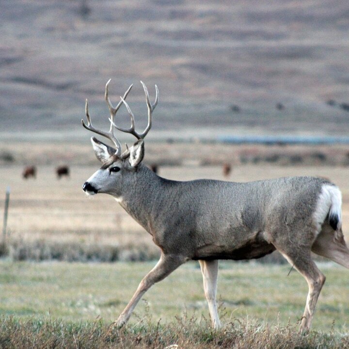 a buck running through a field