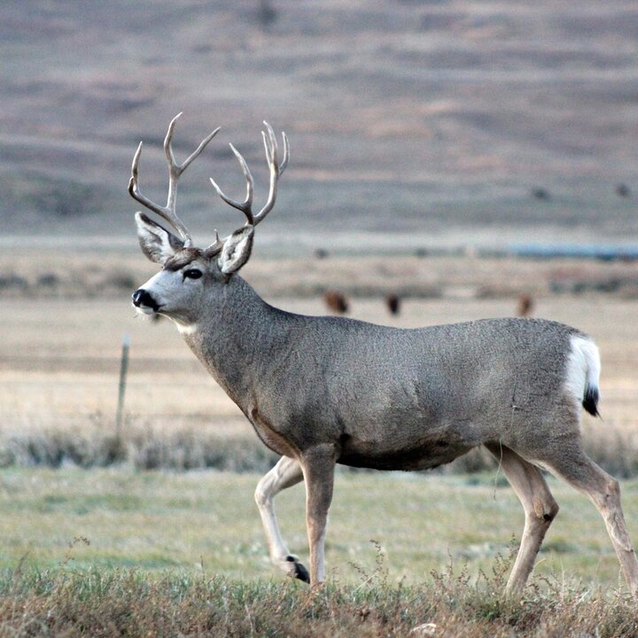 a buck running through a field