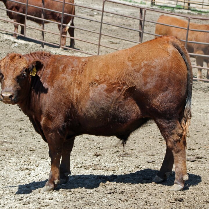 Steer in feedlot
