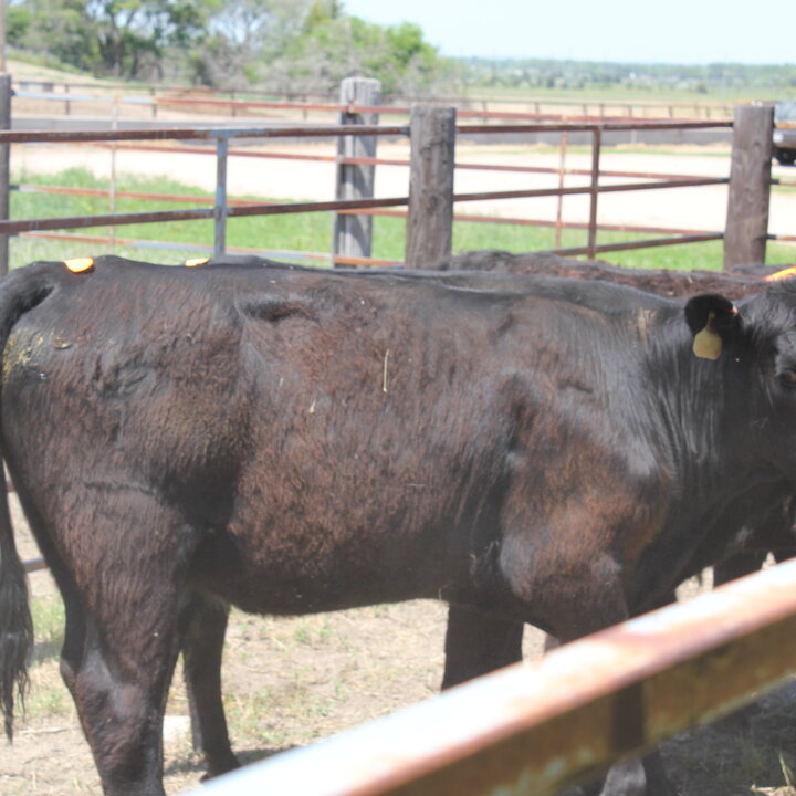 Heifers with estrus patches (Troy Walz)
