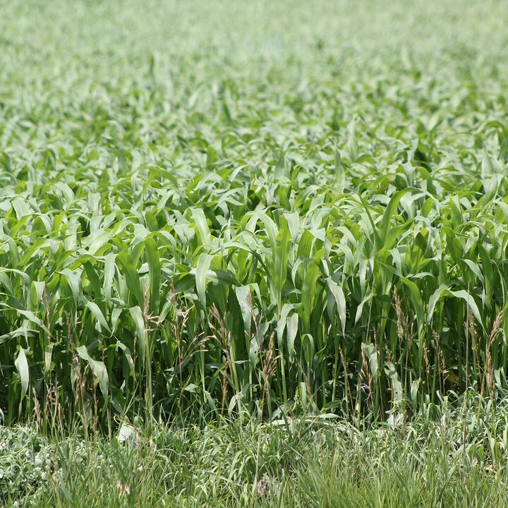 sorghum-sudangrasses