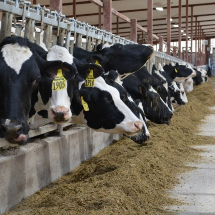 Milk cows eat their feed in a clean barn.