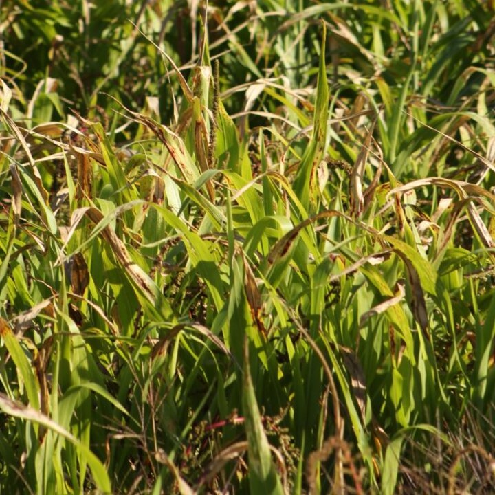 Frosted forage