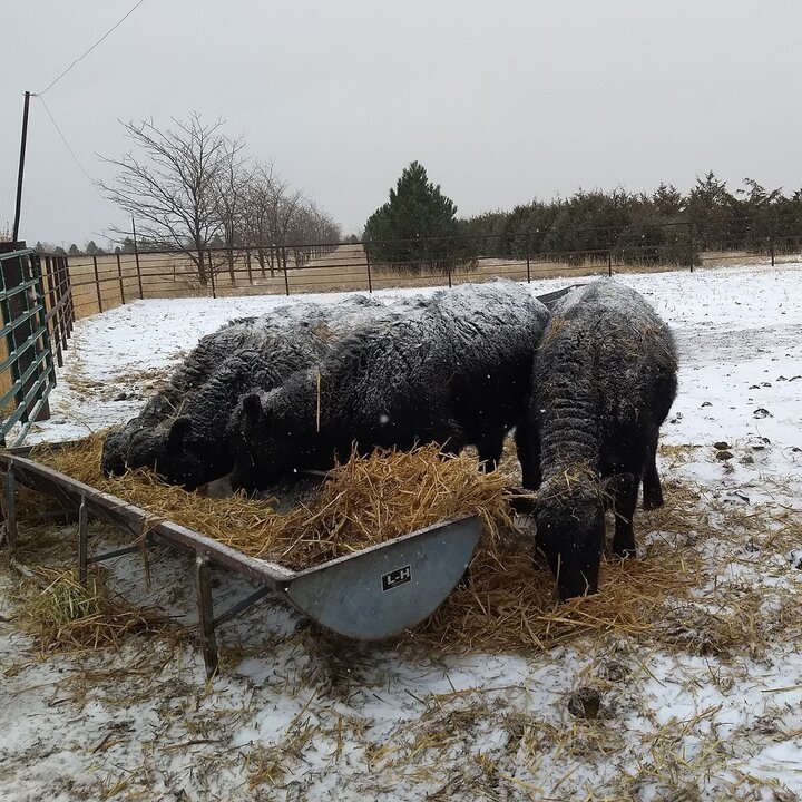 cattle eating feed on a snowy day