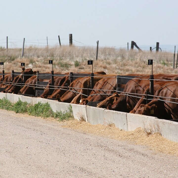 Confined feeding of cows