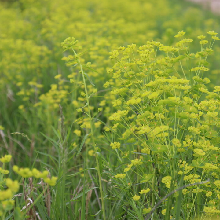 Leafy spurge flowering
