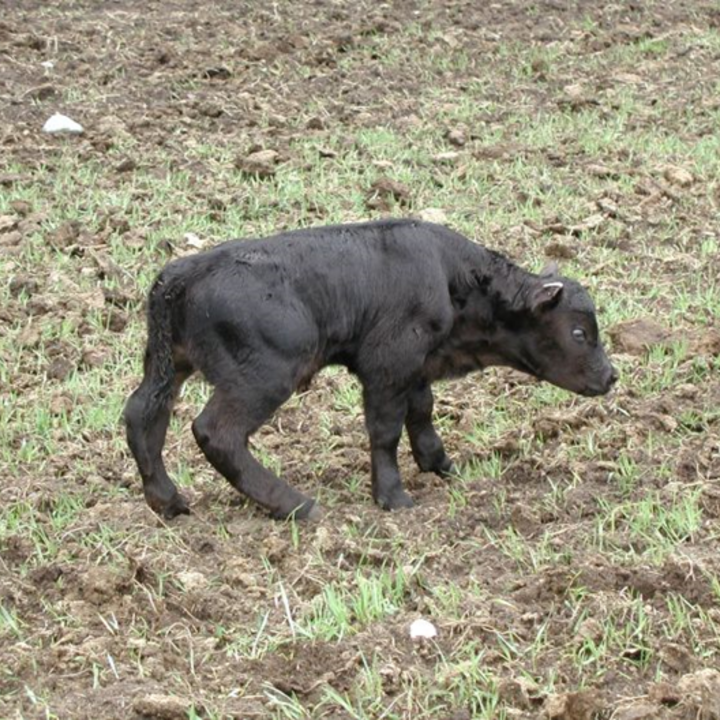 Prevent calf abnormalities by managing beef cow diets - MSU Extension