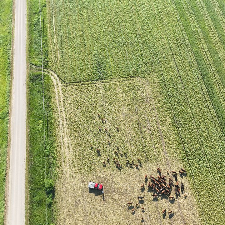 Aerial view of cows grazing in a field using virtual fence technology