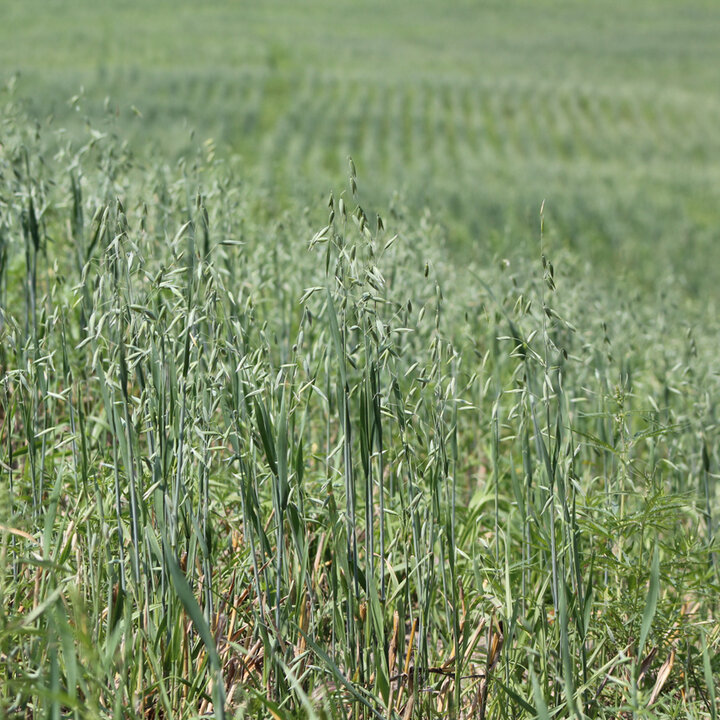 Spring oat for forage during droughts.  Photo by Troy Walz.