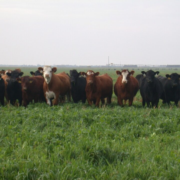 Cattle grazing on a green pasture of oats and rye.