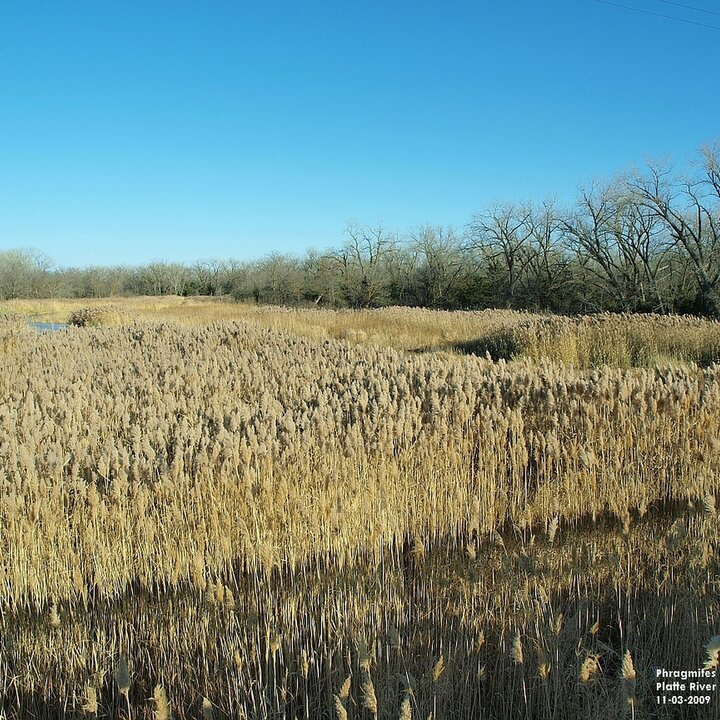 Phragmites North Platte River