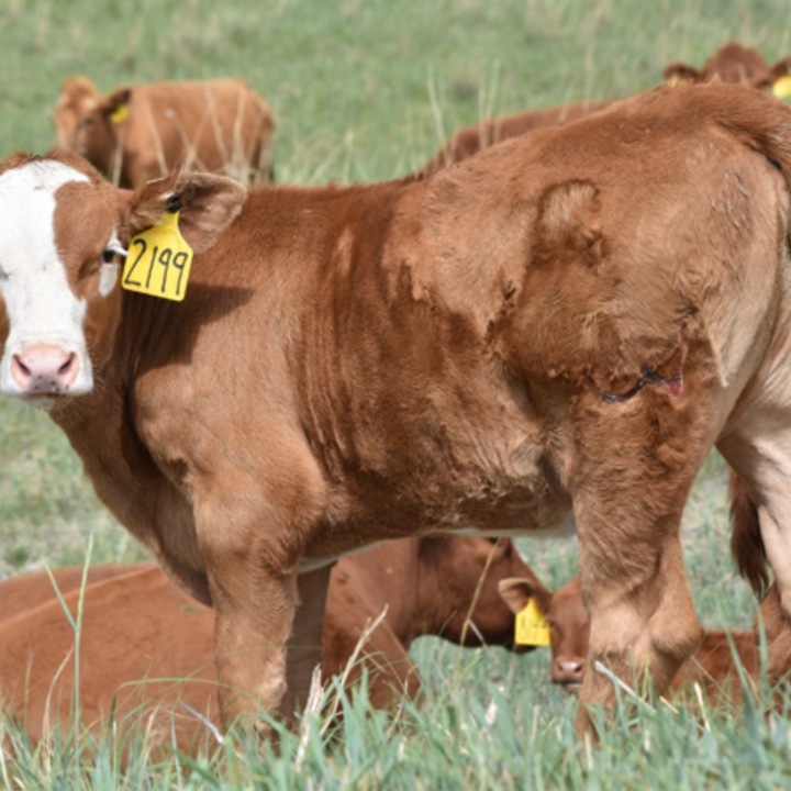Red-white faced calf with ear tags standing in green grass, other calves lying nearby.