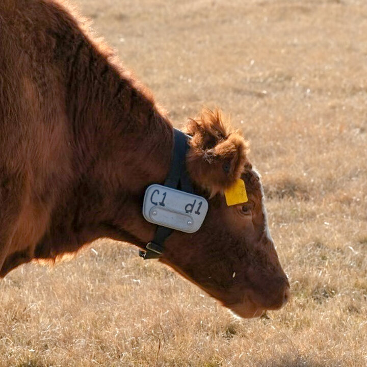 Cow with gps