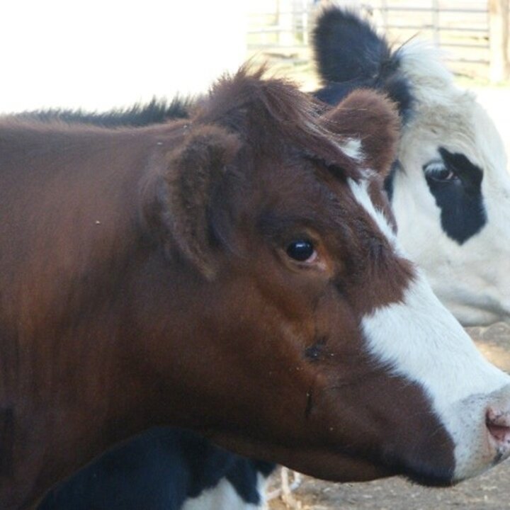 two cows