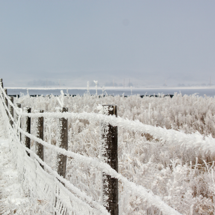 Frost-covered fenceline and plants, with cattle in the background.