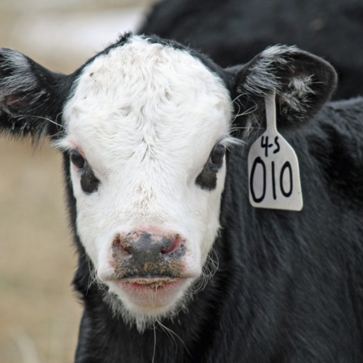 young cattle