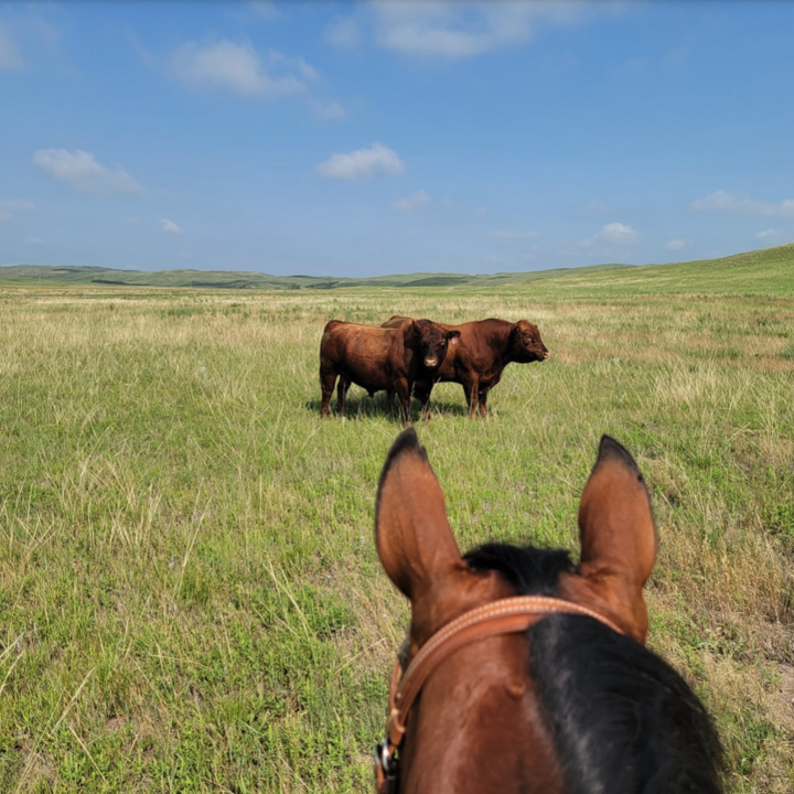 a photo taken on horseback of bulls in a pasture