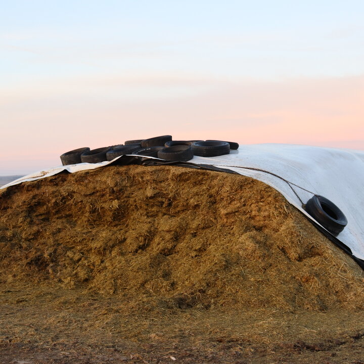 Silage pile