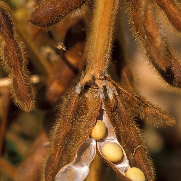 soybeans