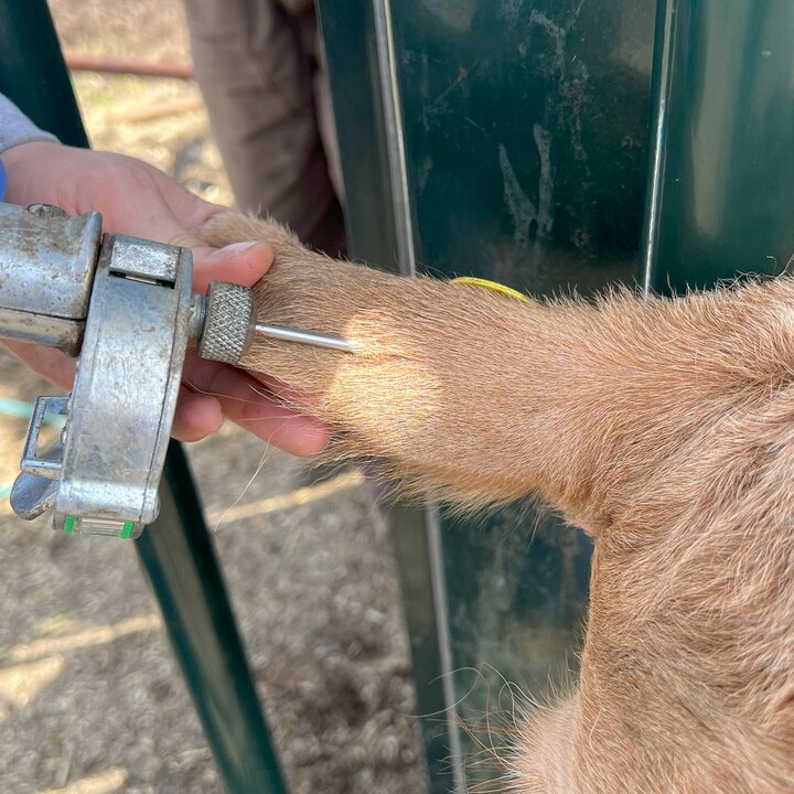 Implanting a feedlot animal