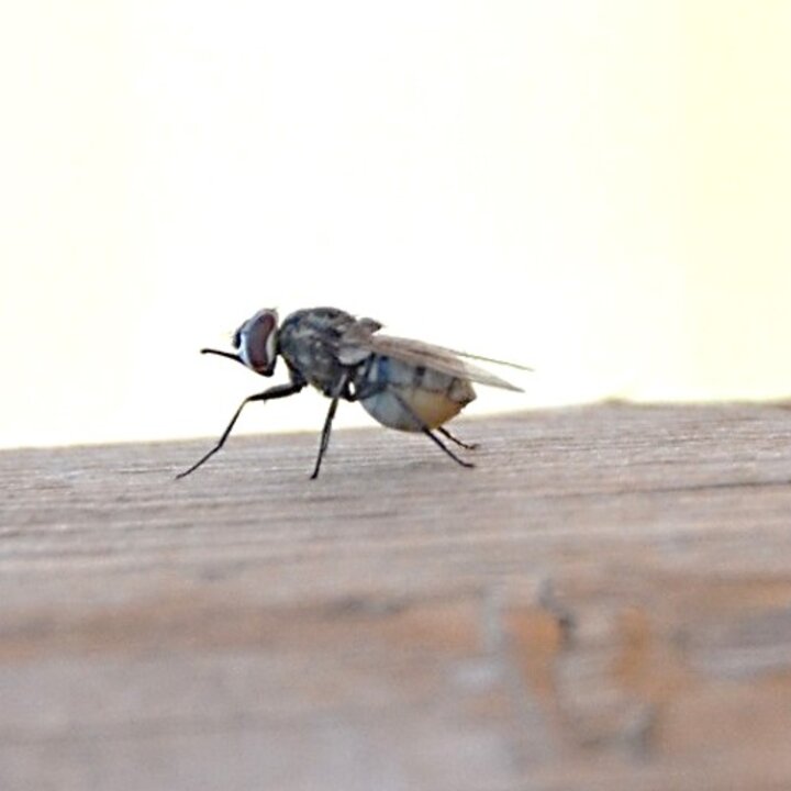 Stable fly on a board