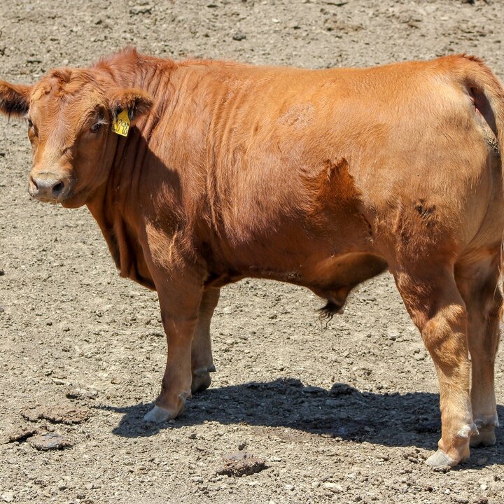 Red steer in a feedlot.