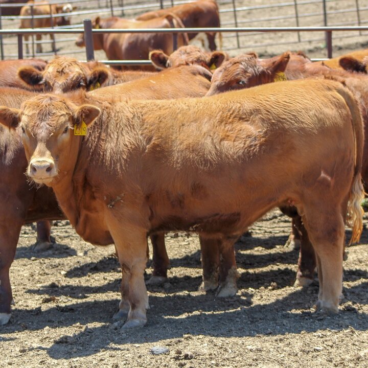 cattle