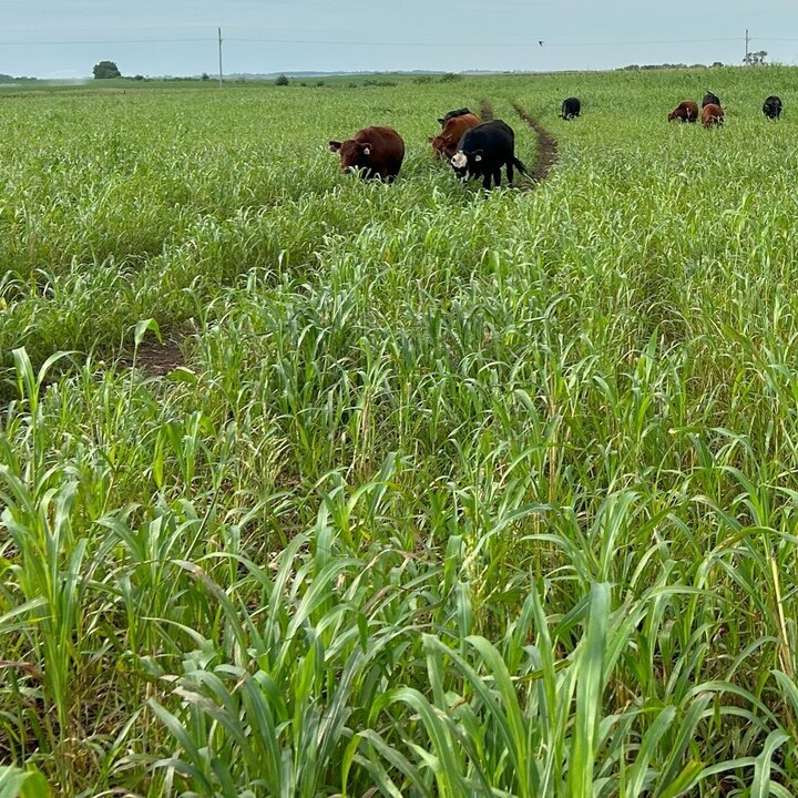 cattle grazing sudan grass